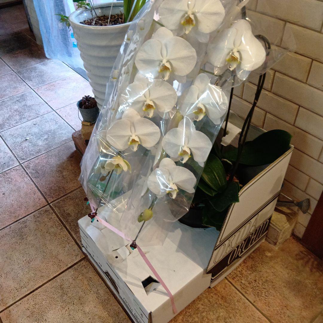 ネル！大輪胡蝶蘭３本立８寸陶器鉢入り新品ラッピング込み