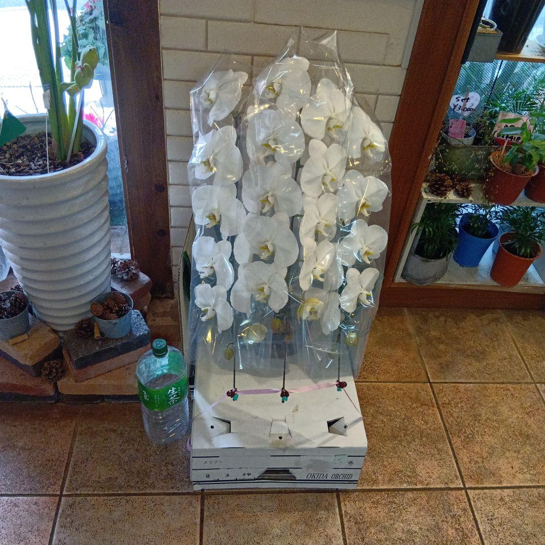 ネル！大輪胡蝶蘭３本立８寸陶器鉢入り新品ラッピング込み