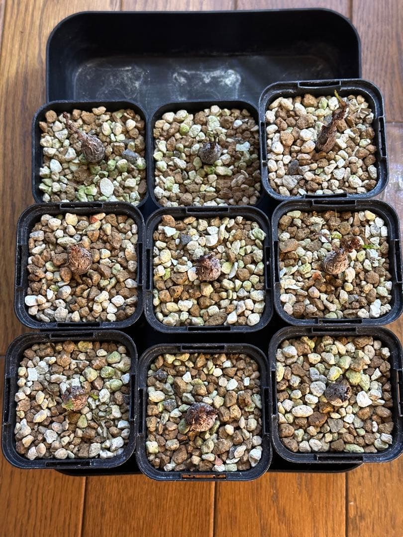 センナ メリディオナリス 実生9株セット