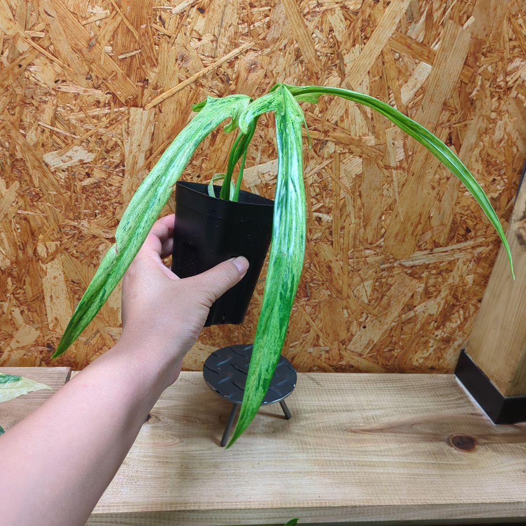N*S様 Philodendron Holtonianum variegated