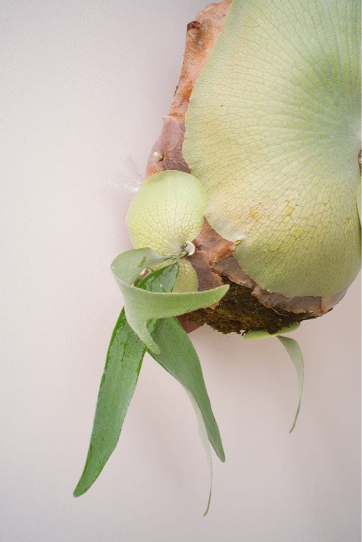 ど*ん様 【親株・子株多数】ビカクシダ　platycerium E-1 白ビフ