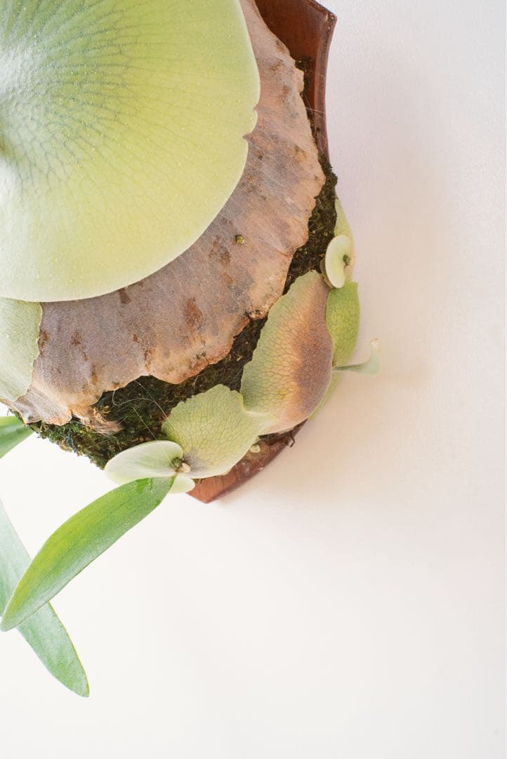 ど*ん様 【親株・子株多数】ビカクシダ　platycerium E-1 白ビフ