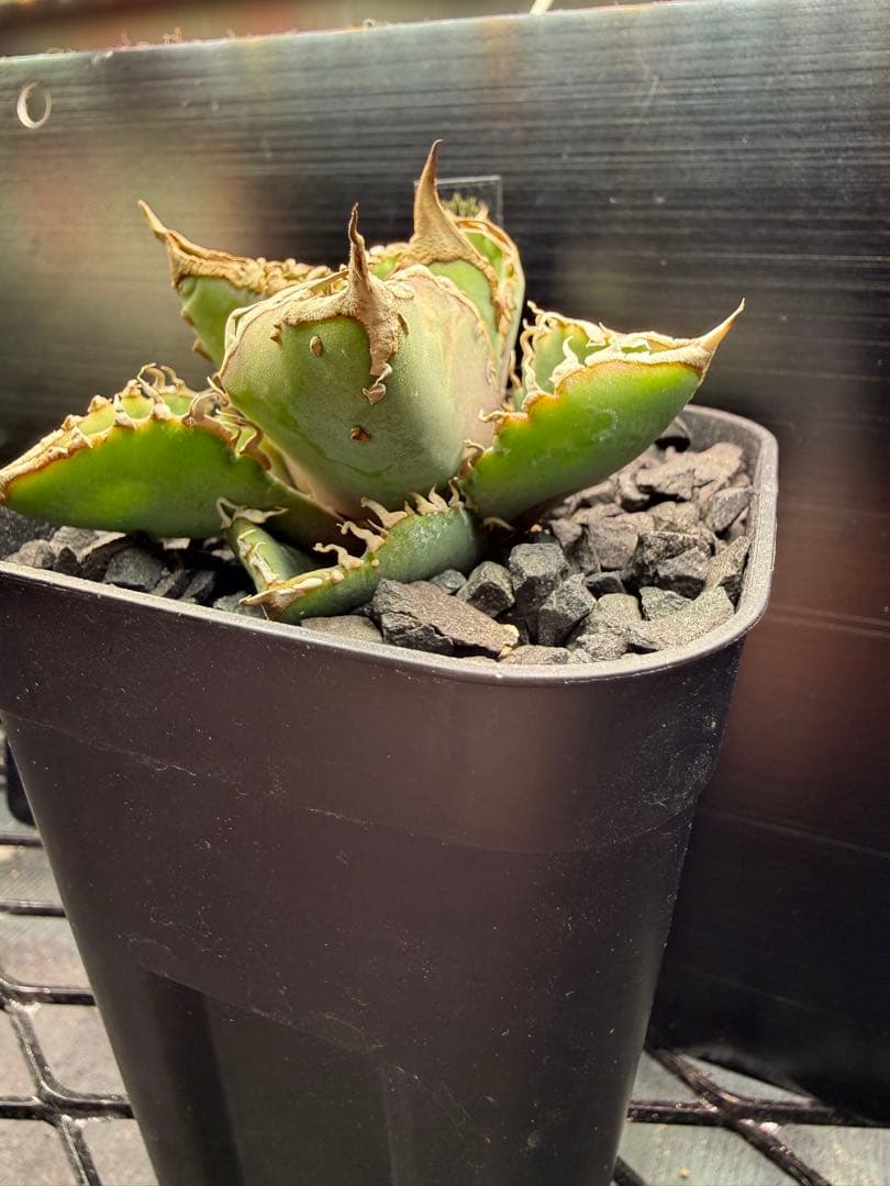 アガベ　星空　ブツブツ　チタノタ