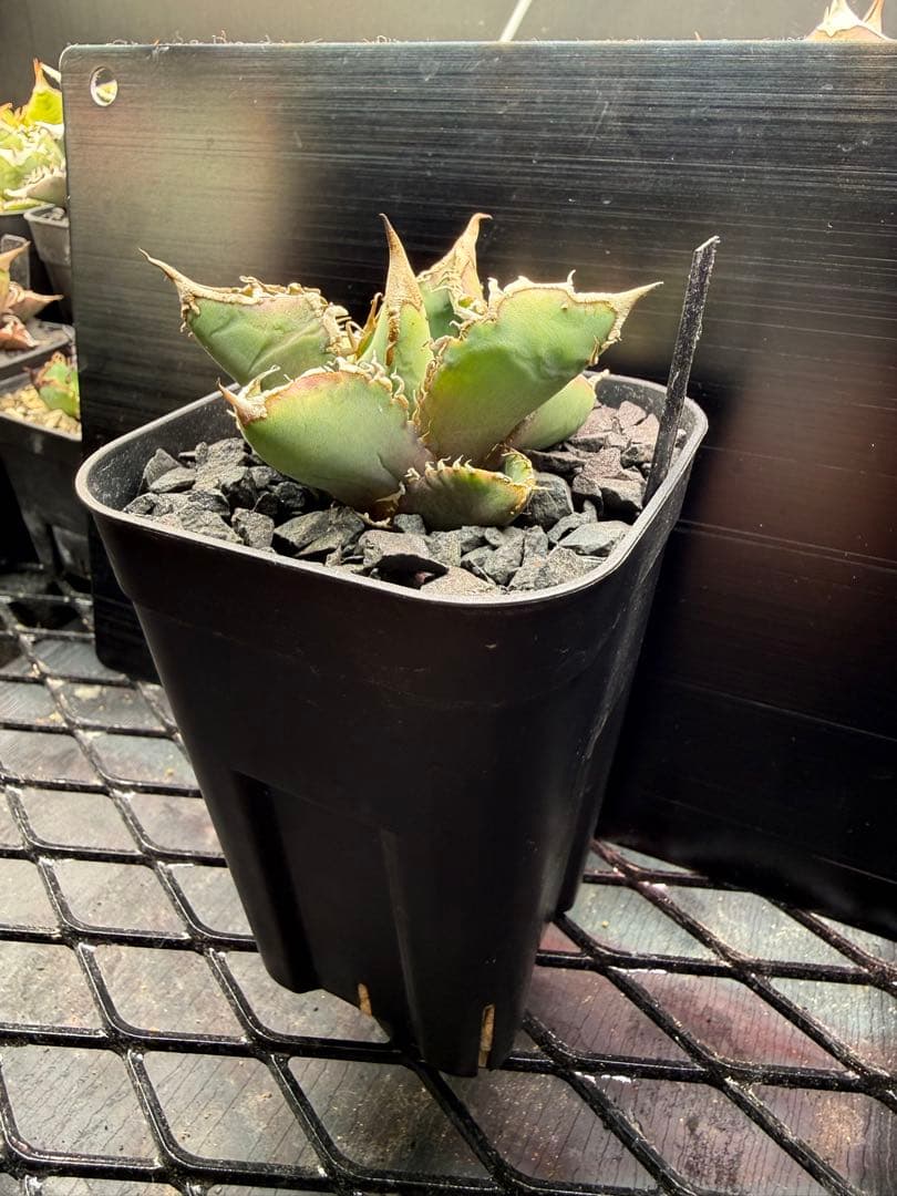 アガベ　星空　ブツブツ　チタノタ