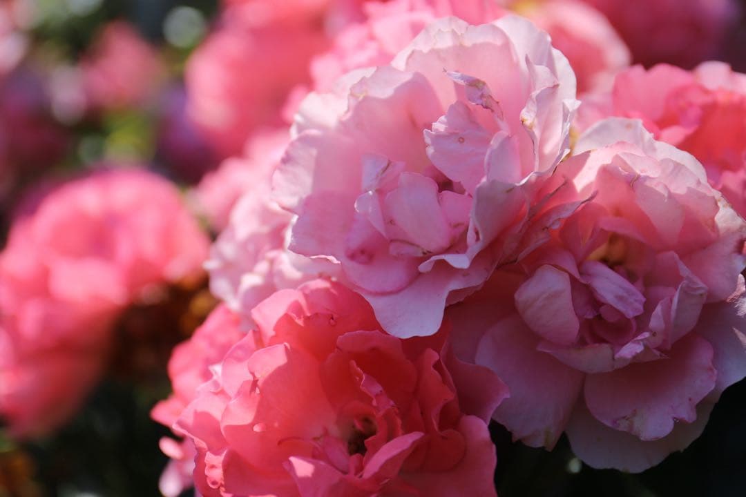 サ*ー様 Canon 24-70mm f/4L IS USM レンズ　中古