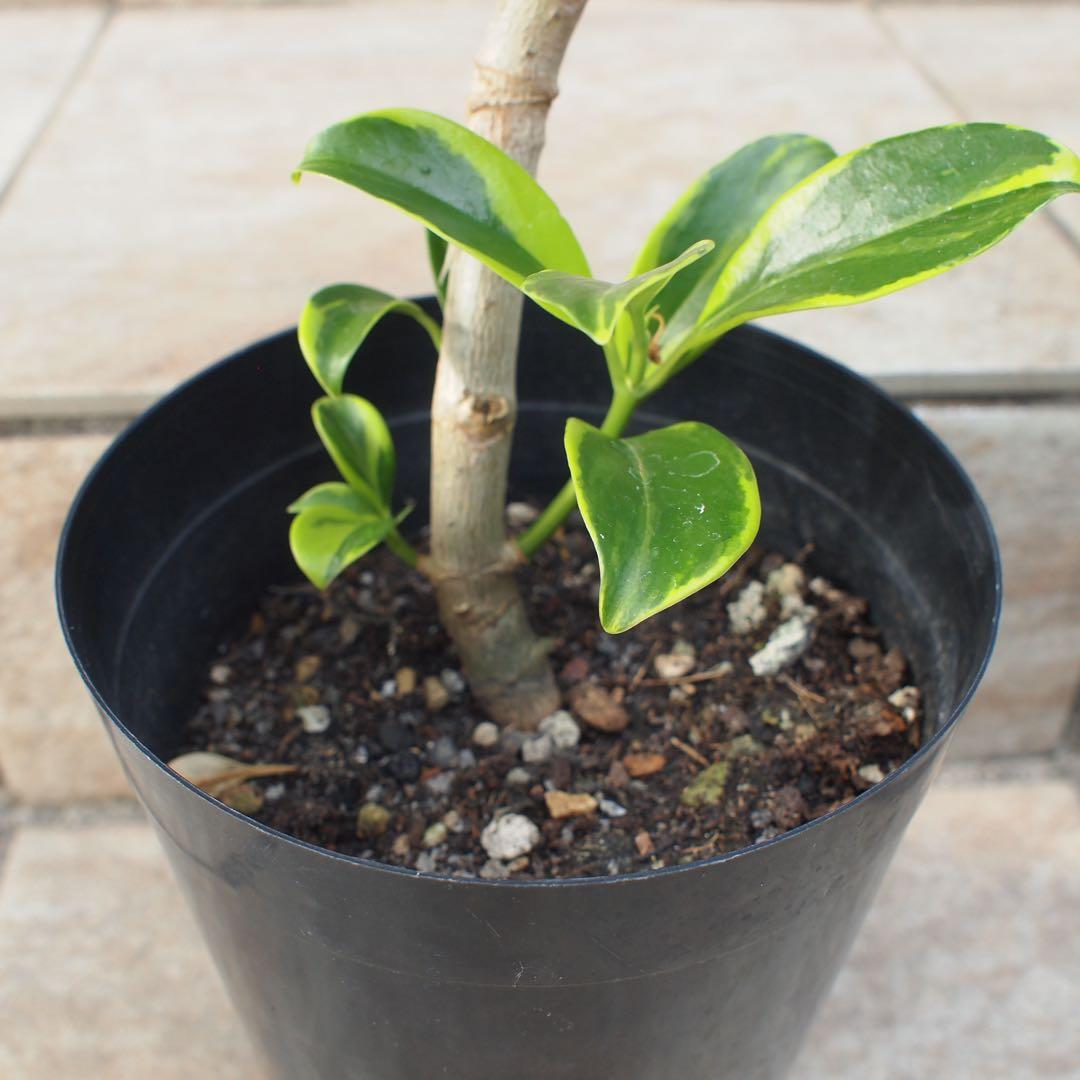 フィカス　ファグラエア　No.001　鉢、送料込　メルカリ便　曲がり