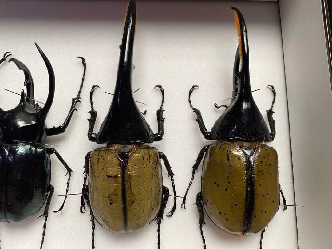 コーカサスオオカブト　ヘラクレスオオカブト　オス×4 標本