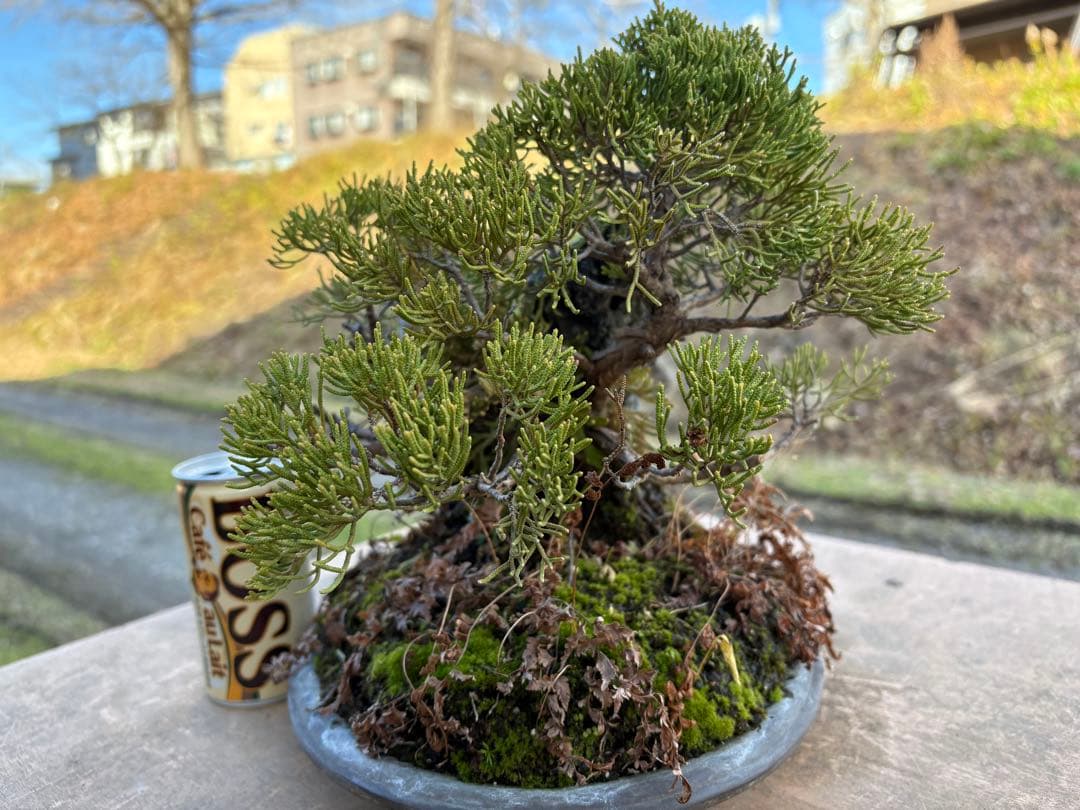 【真柏石付き　盆栽】