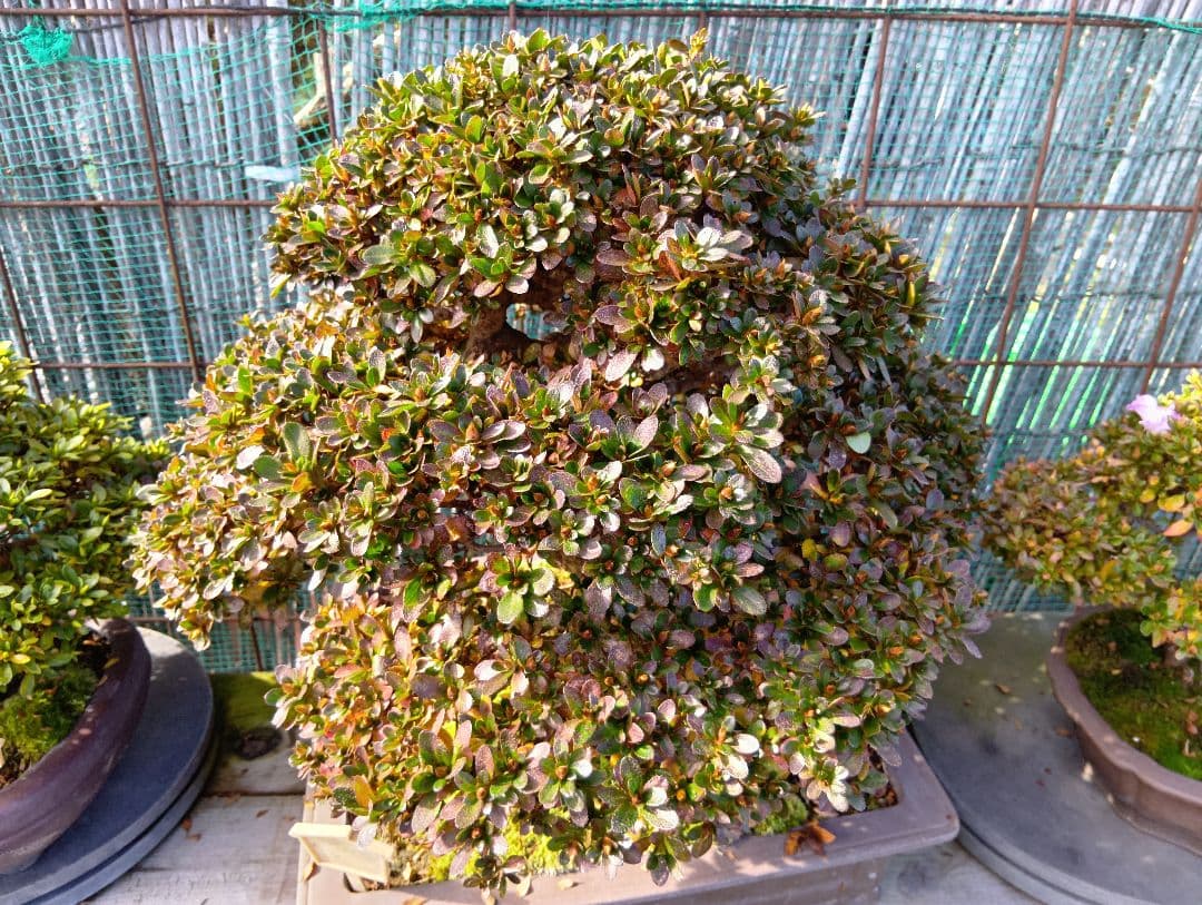 ‼️盆栽‼️皐月盆栽‼️深山満月‼️