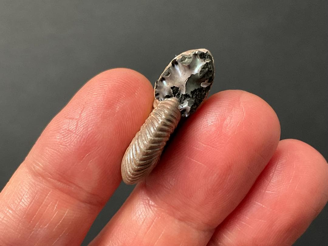 アンモナイト [AM356] クエンステッドトセラス