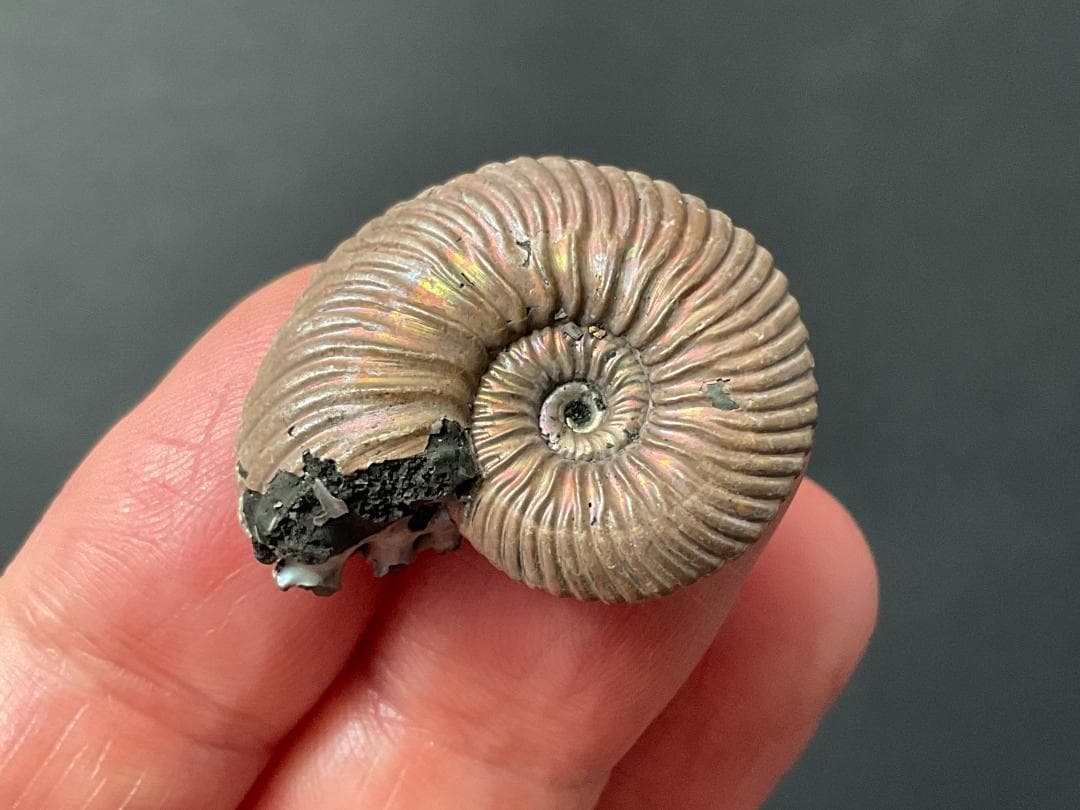 アンモナイト [AM356] クエンステッドトセラス