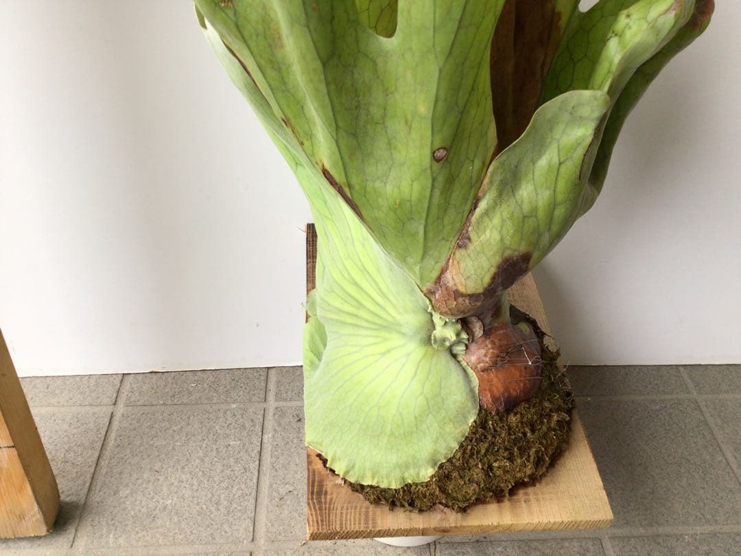 現品販売です！板付タイプのコウモリラン・超大株ホルタミー