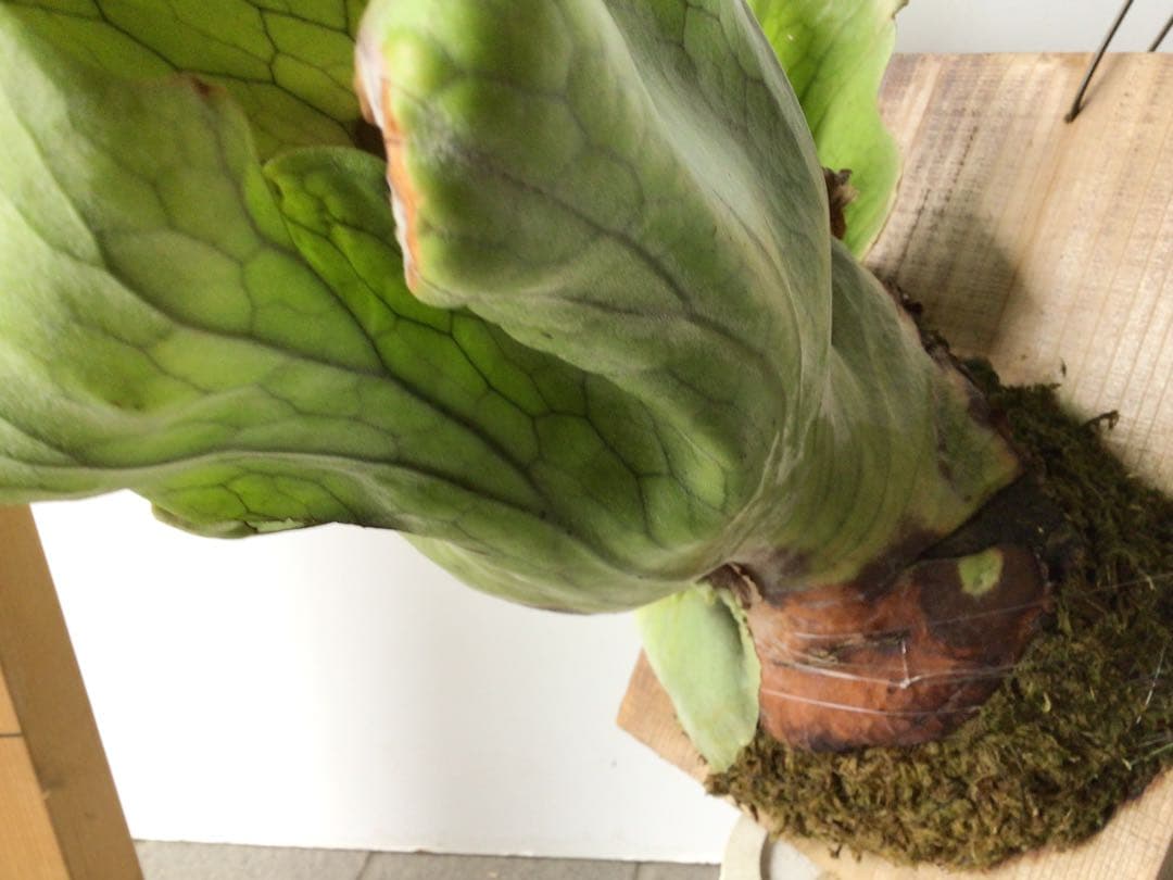 現品販売です！板付タイプのコウモリラン・超大株ホルタミー