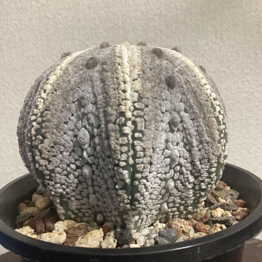 １１年目の実生ミラクル兜　特大株　直径約8、5ｃｍ　鉢ごとメルカリ便発送　義援金