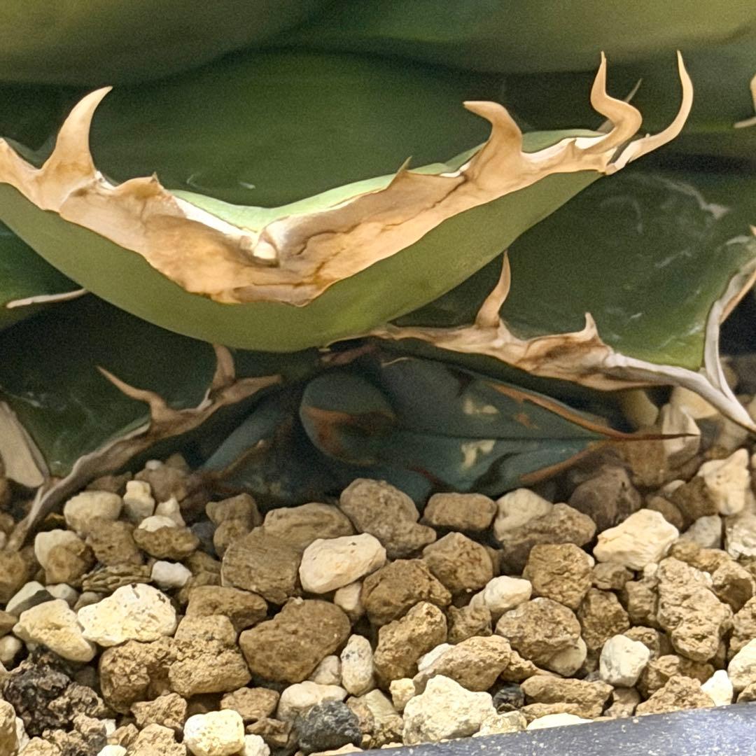 【大】アガベ チタノタ トリケラトプス triceratops 白犀牛 シロサイ