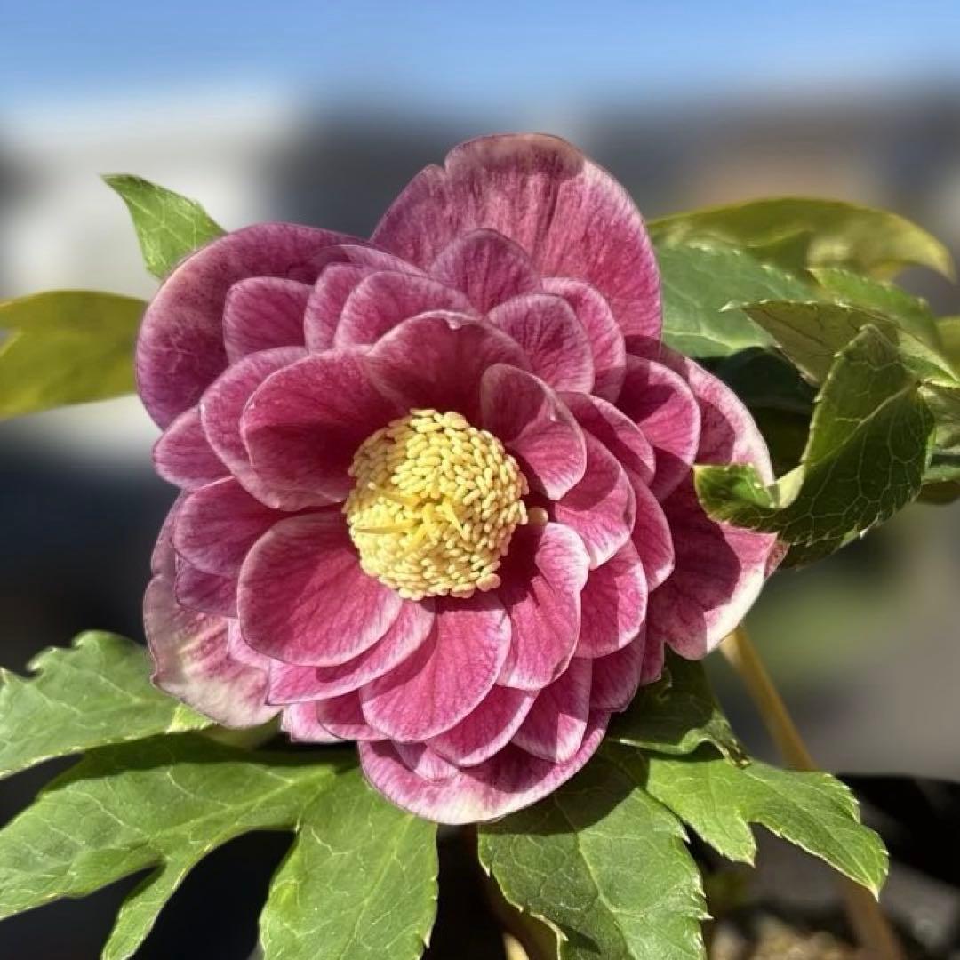 広瀬園芸　ソレイユ系オーレアグラデーションdd開花株　多弁　クリスマスローズ