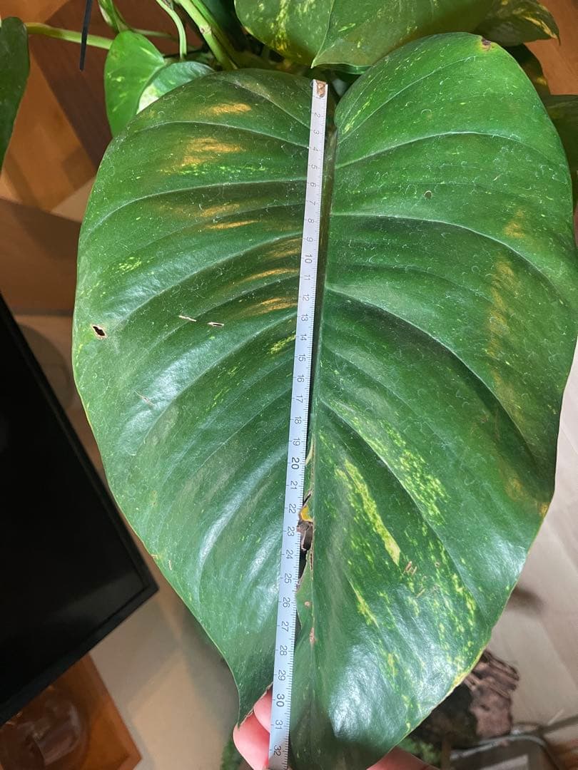 ポトスグランデ　7号鉢