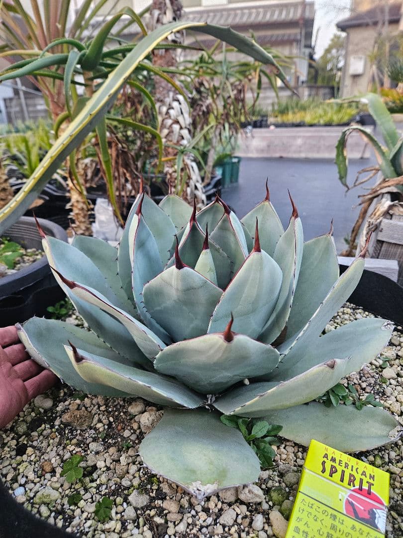 パリー　トランカータ　大株