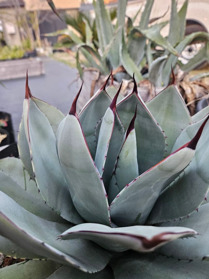 パリー　トランカータ　大株