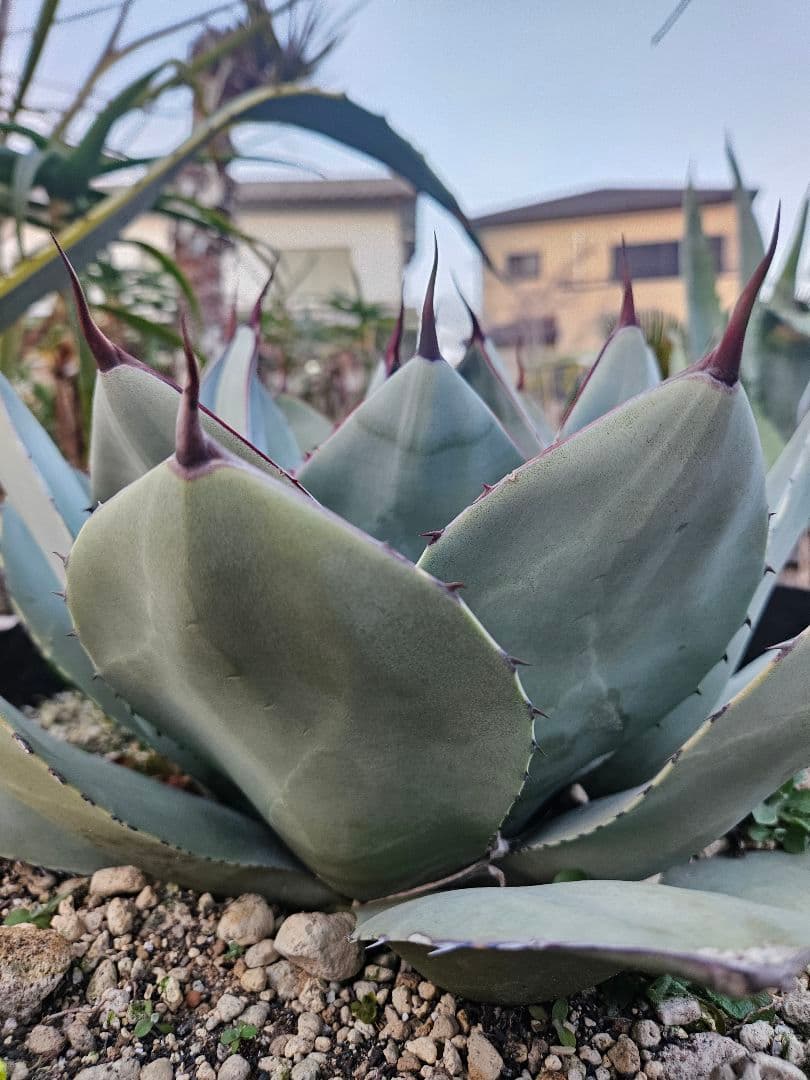 パリー　トランカータ　大株