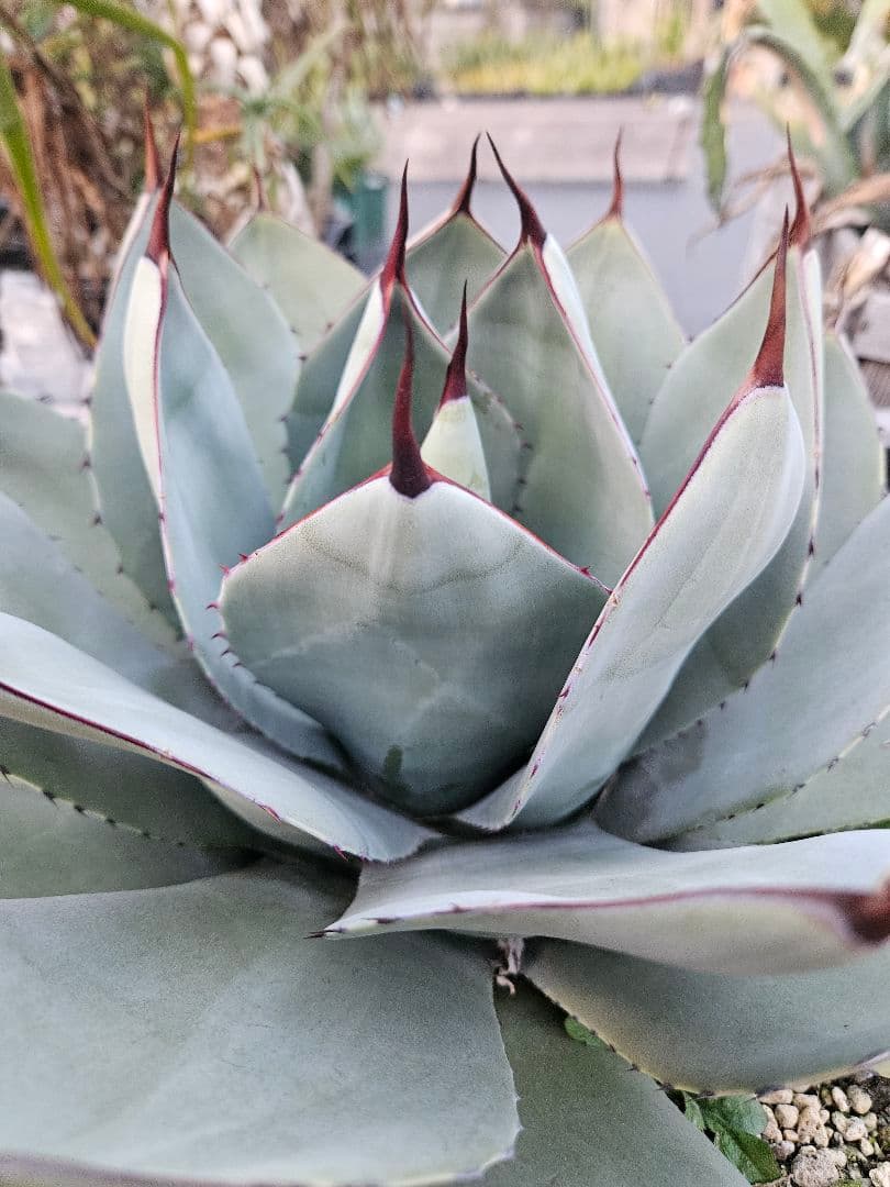 パリー　トランカータ　大株