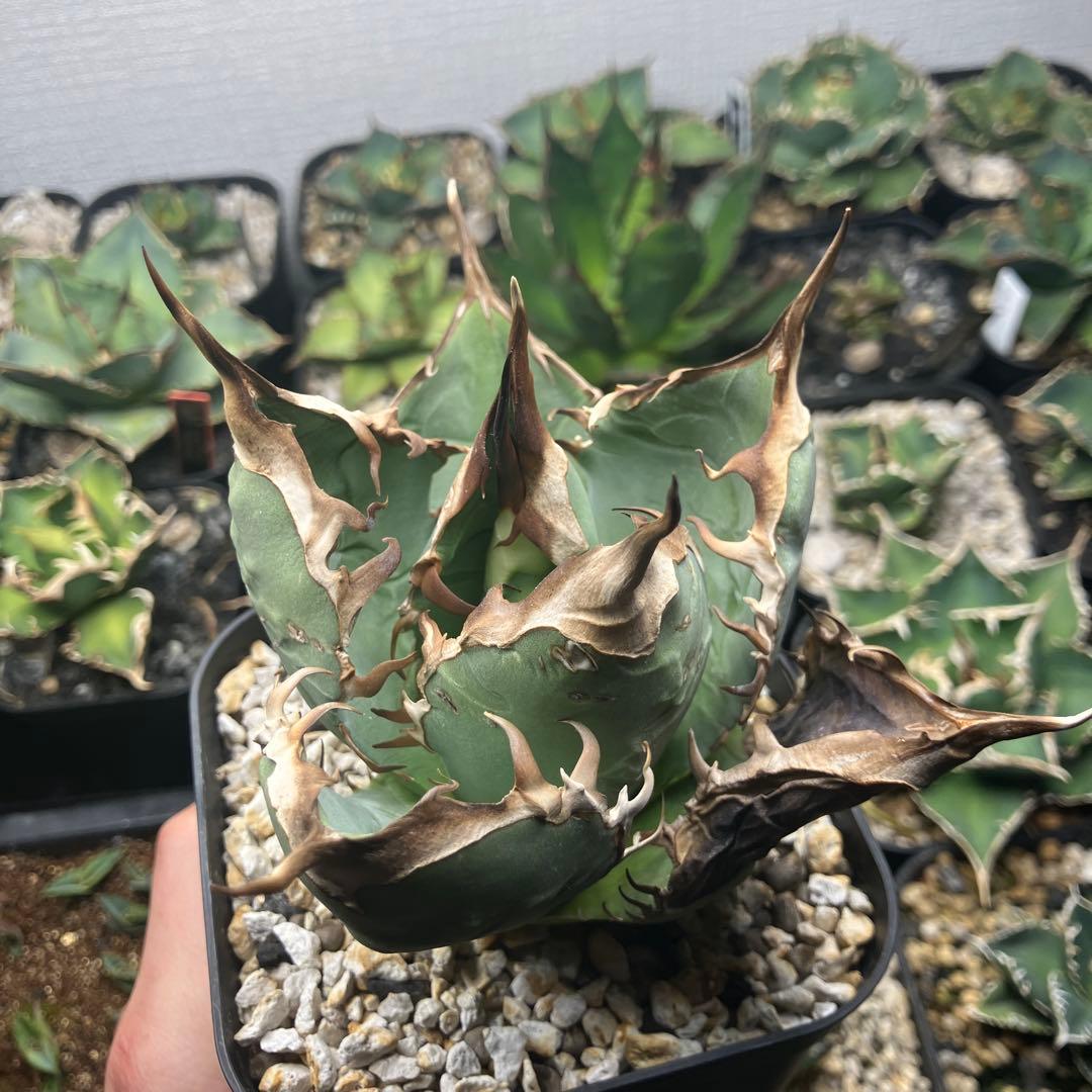 オアハカオテロイ　胴切り天