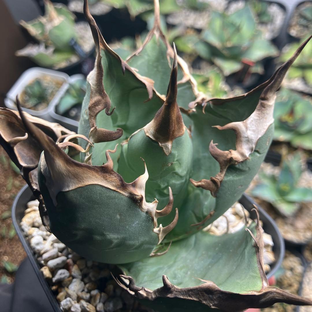 オアハカオテロイ　胴切り天