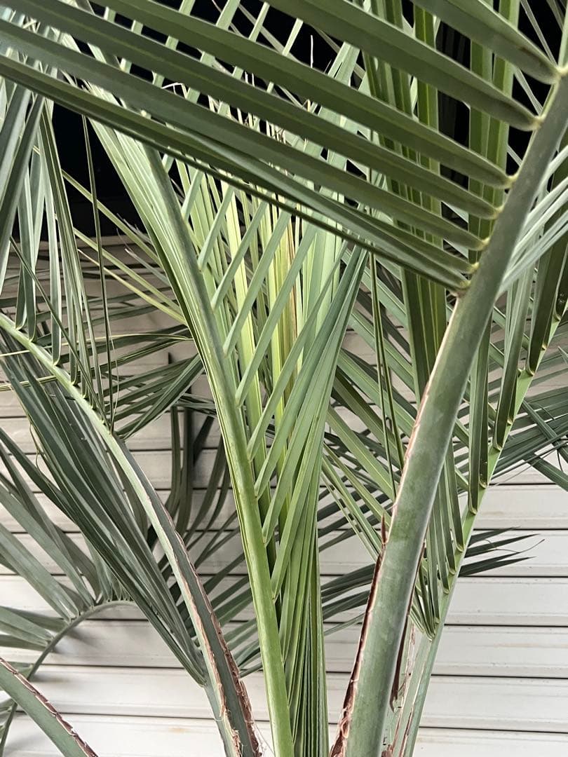 断捨離中　ココスヤシ　カルフォルニアスタイル　ヤシの木　送料込み価格