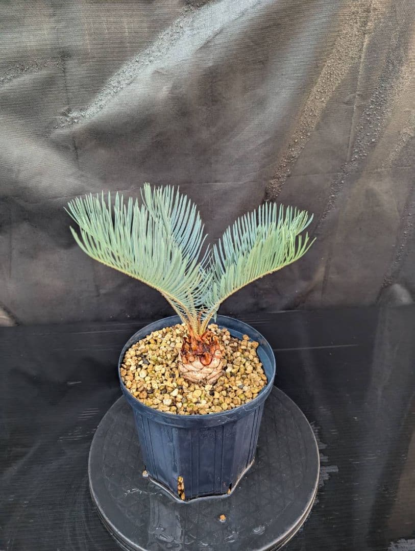 決算創業祭 お買い得 サイカスカイルンシアナ スーパーブルー ドワーフ 過去最安