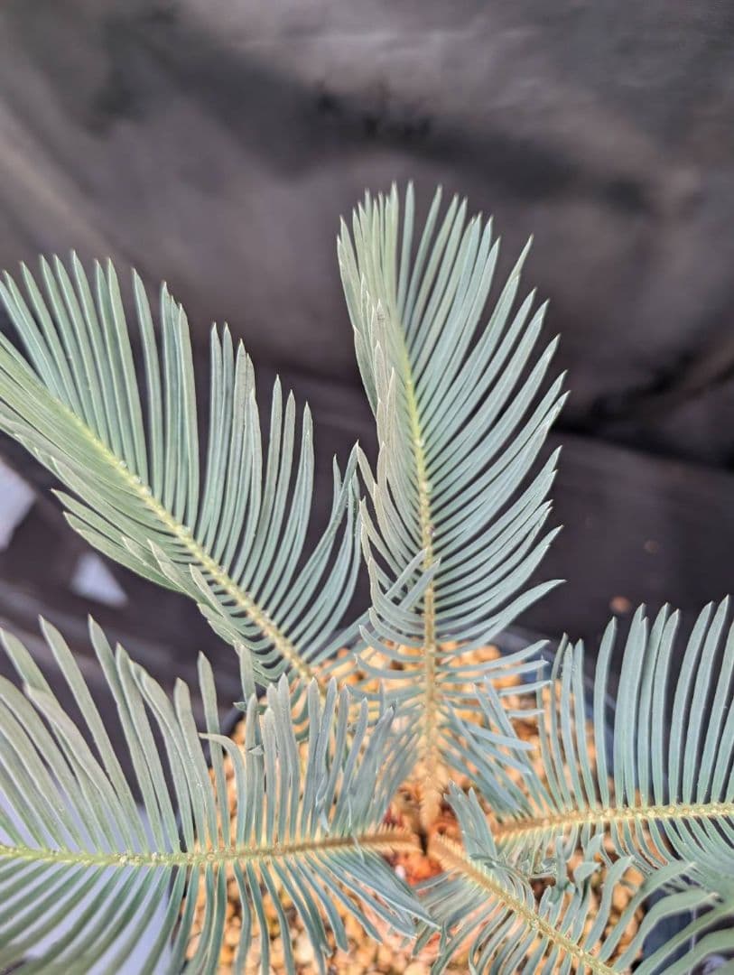 決算創業祭 お買い得 サイカスカイルンシアナ スーパーブルー ドワーフ 過去最安