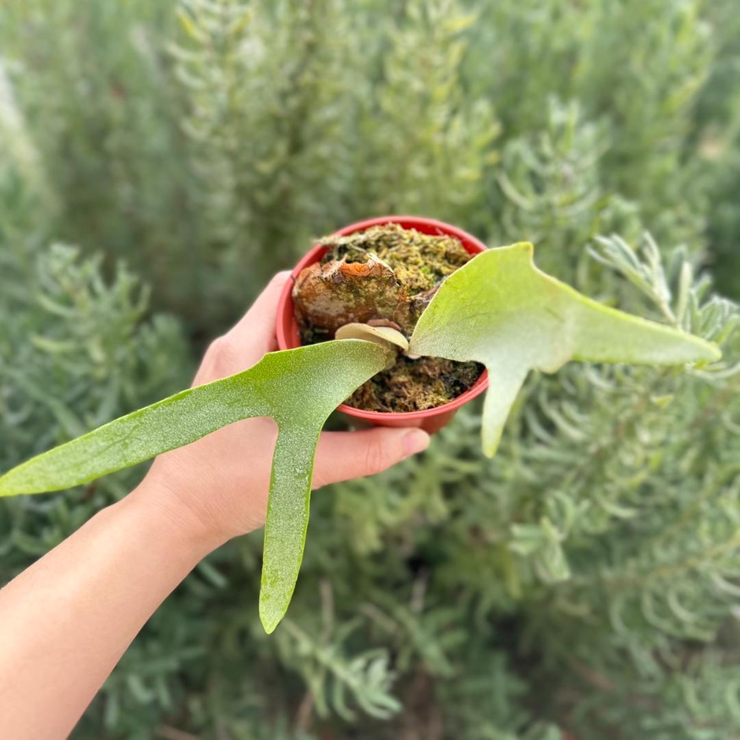 ビカクシダ P.willinckii cv.Amornrat pup