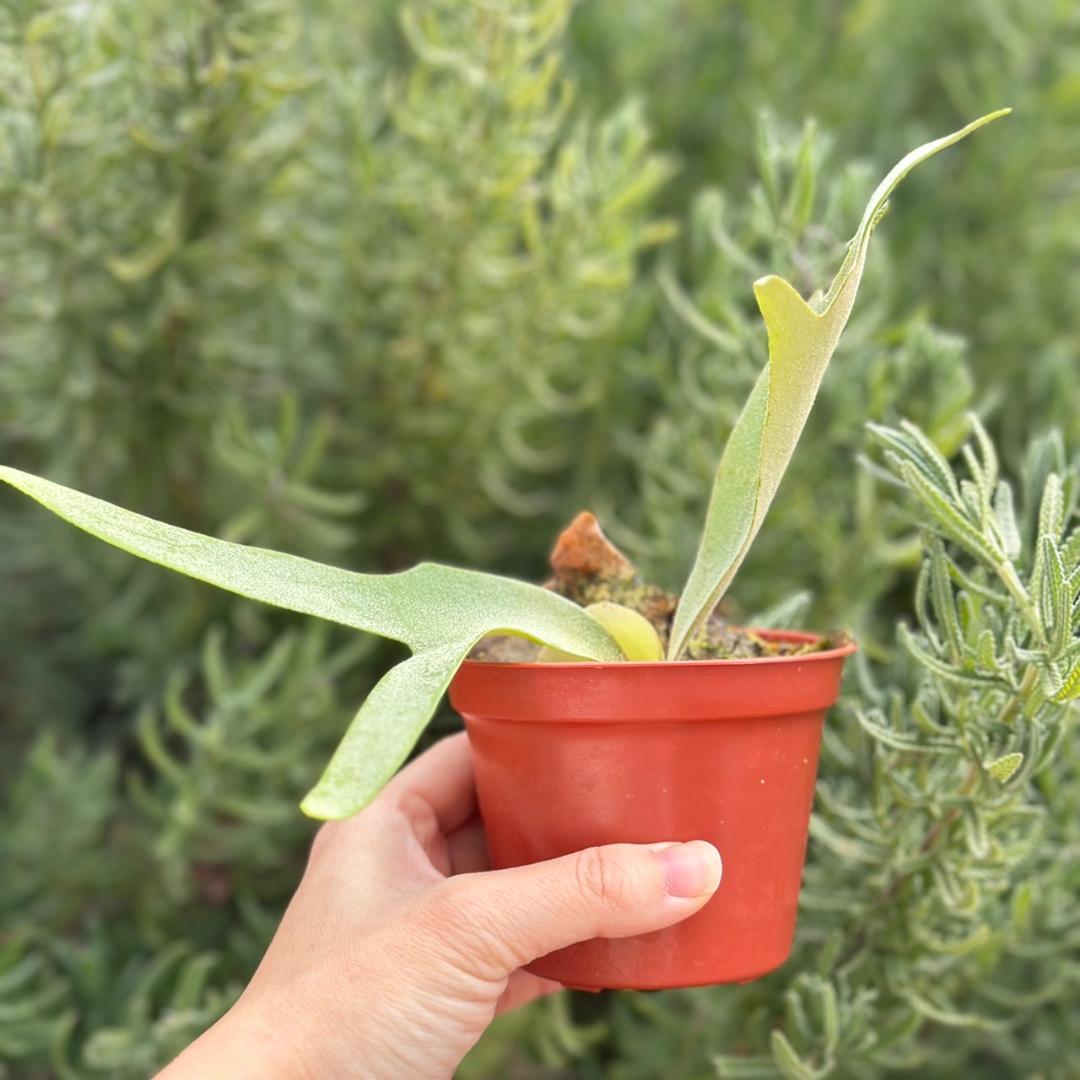 ビカクシダ P.willinckii cv.Amornrat pup