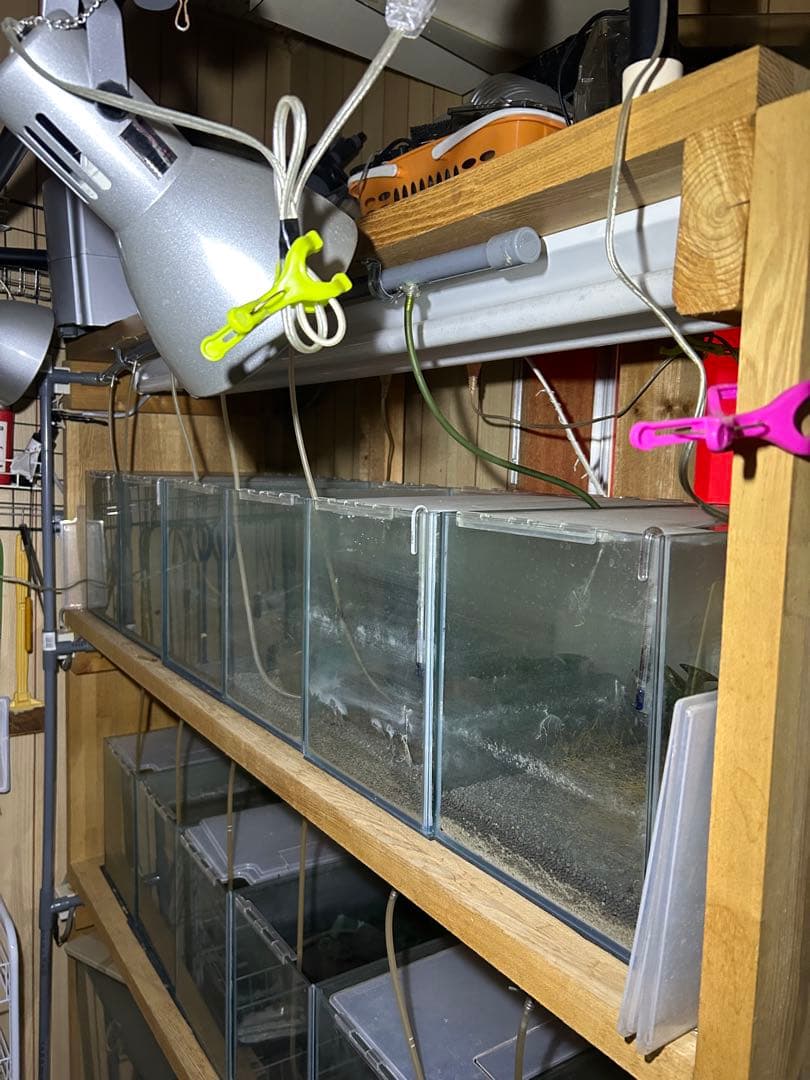 水槽用木製棚と小型水槽セット。シュリンプ育成用