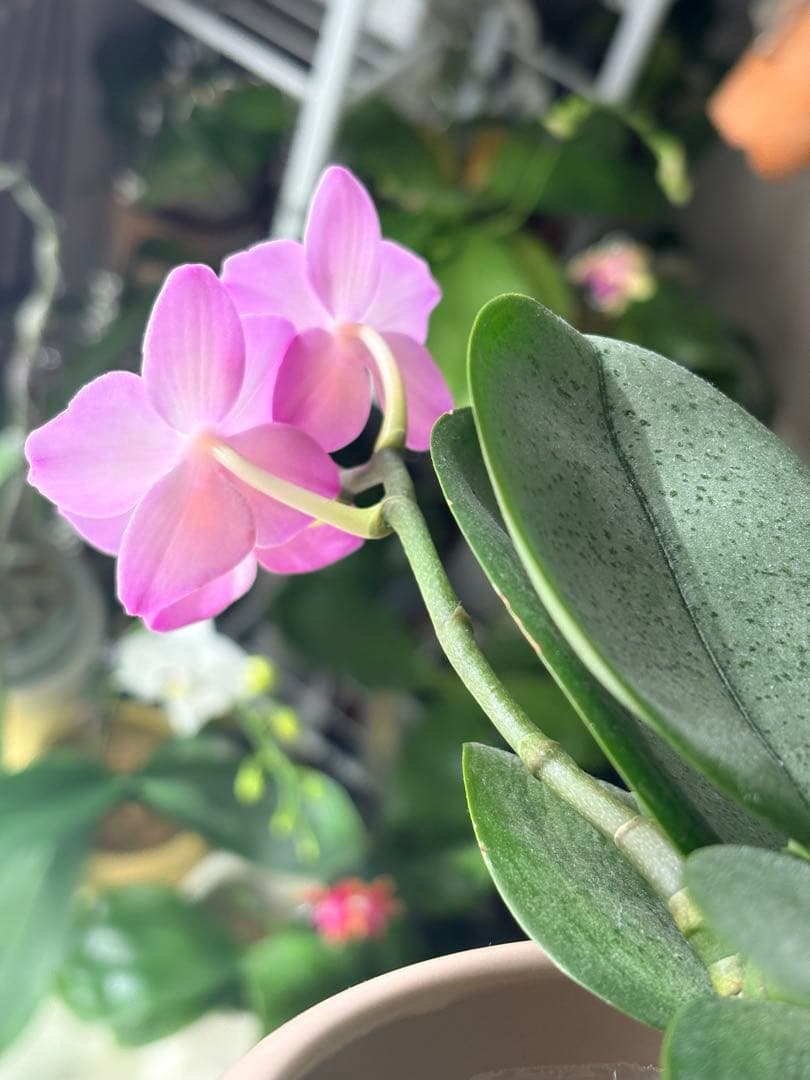 レア！強香原種交配種【ギガンテア × シレリアナ】 シレリアナ戻し 洋ラン 洋蘭