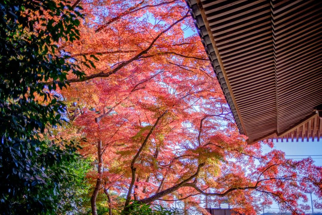 Voigtlander Ultron 27mm f2 Xマウント 新品同様