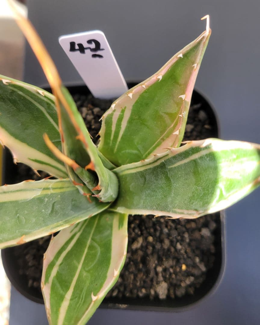 アガベ　モンタナ白覆輪