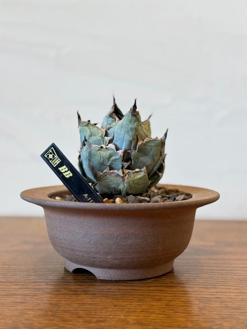 ブラックアンドブルー BB ボールタイプ【小石原焼鉢】【発根済み】