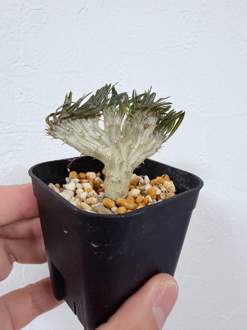 【綴化】グラキリスB　パキポディウム　塊根