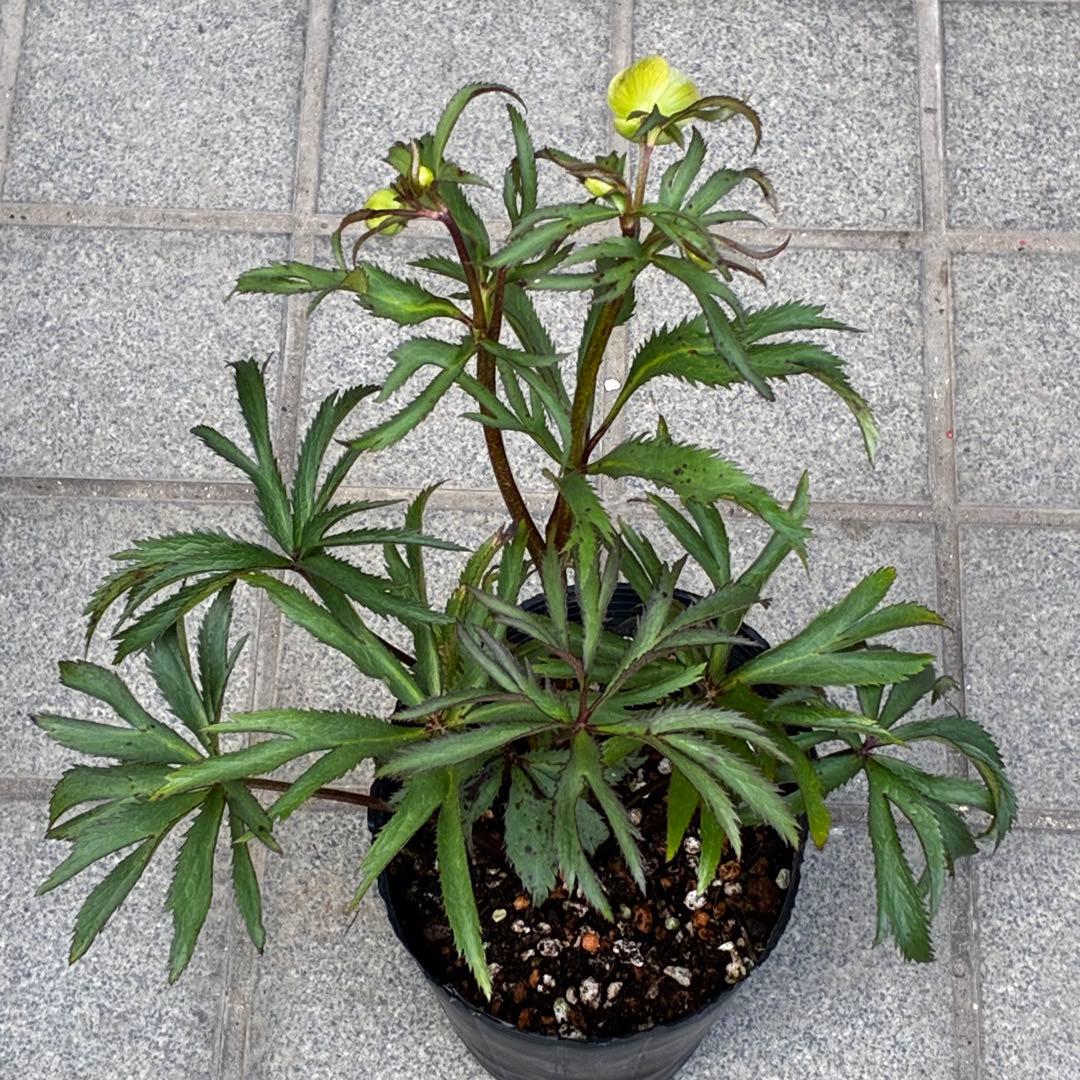 u*0様 3454☘️限定1株☘️未株分け☘️花付き☘️⭐️bocconei ⭐