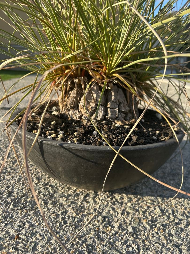 カリバナス　フーケリー　塊根植物