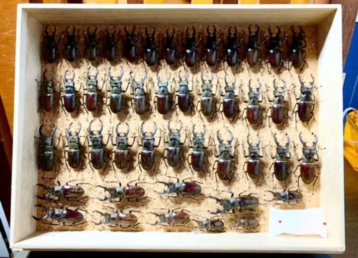 昆虫標本　二箱セット