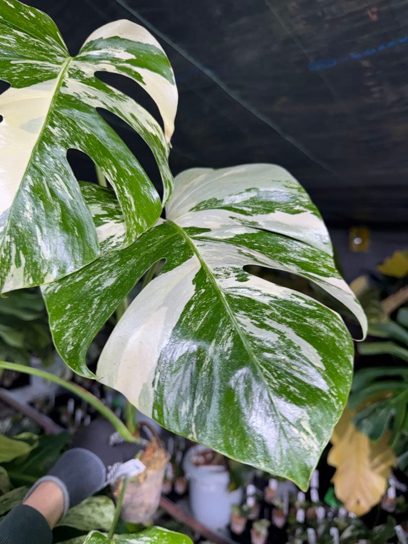 X2 モンステラ　ボルギシアナ　アルボ　ホワイトタイガー白斑　健康カット苗