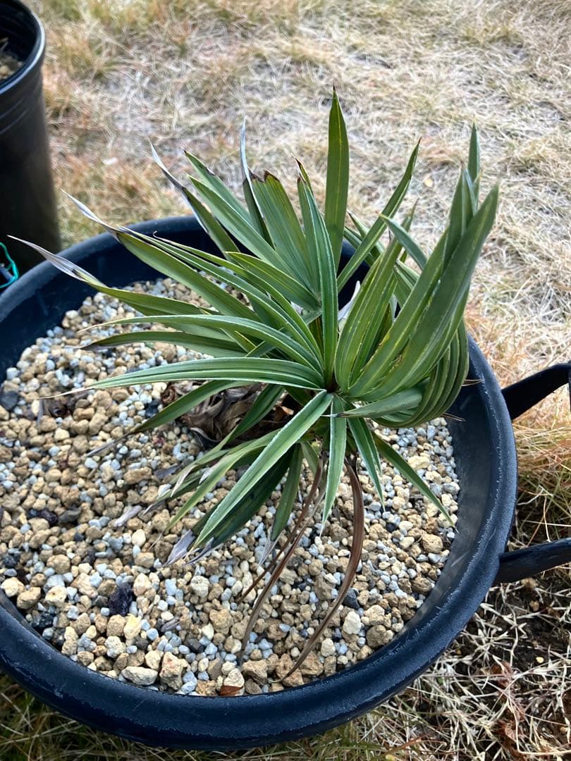 トリスリナックスカンペストリ　トリスリナクス　ヤシ