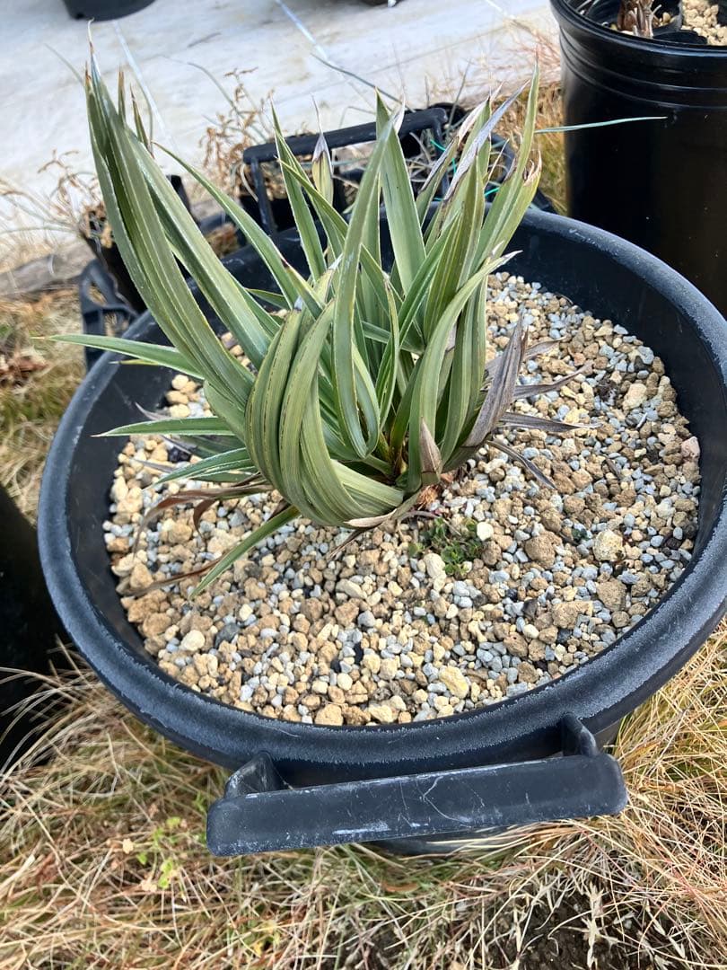 トリスリナックスカンペストリ　トリスリナクス　ヤシ