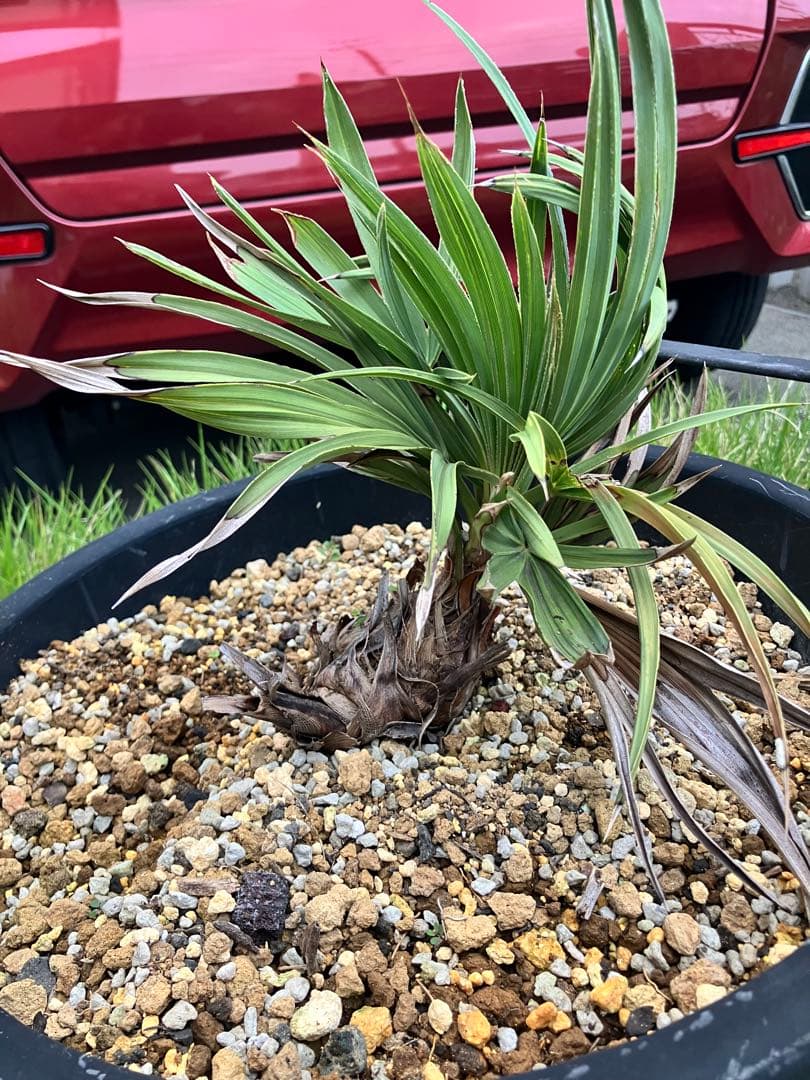 トリスリナックスカンペストリ　トリスリナクス　ヤシ