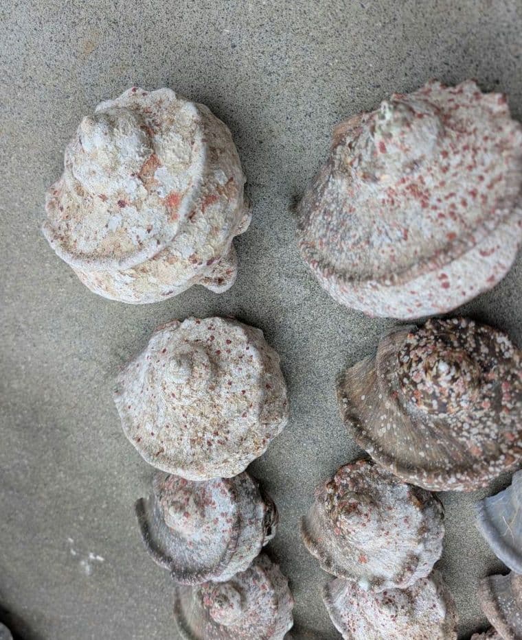 夜光貝24個セット400g〜900g約16kgまとめ売り