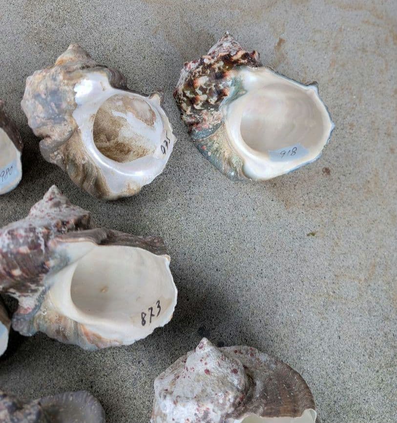 夜光貝24個セット400g〜900g約16kgまとめ売り