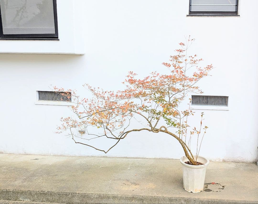 至高。。山採りドウダンツツジ。