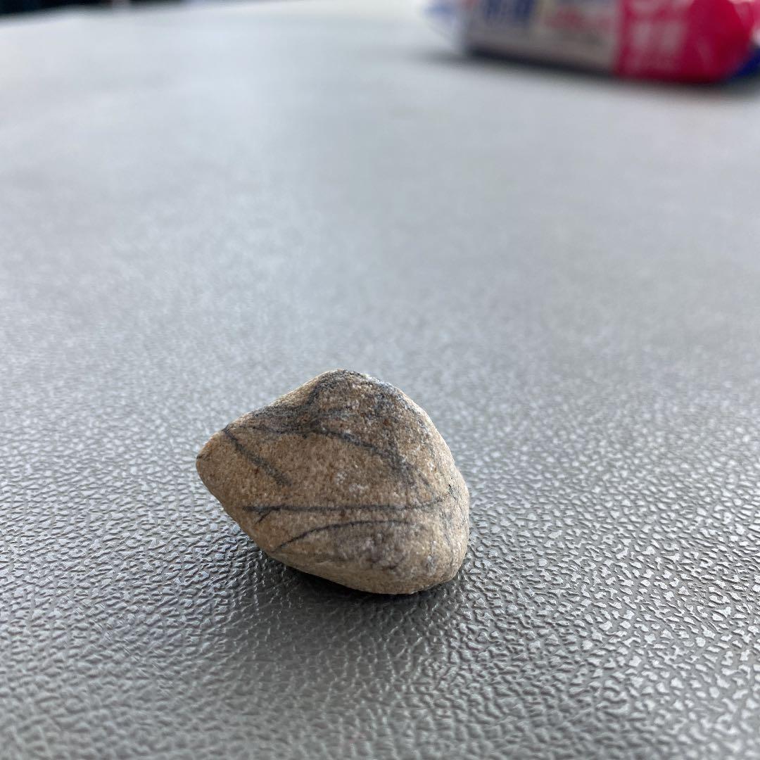 昔の植物が入った石