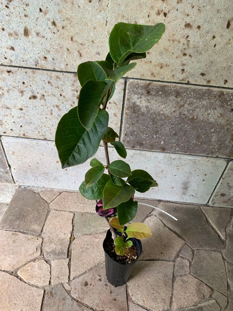 ワイン色木蓮 鉢ごと発送